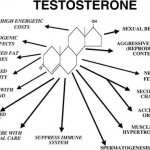 Wat zijn de beste testosteron boosters?