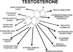 Testosteron boosters