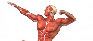 trainen spieren